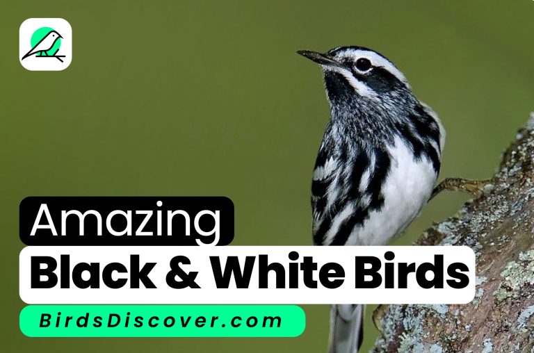 Amazing Black and White Birds