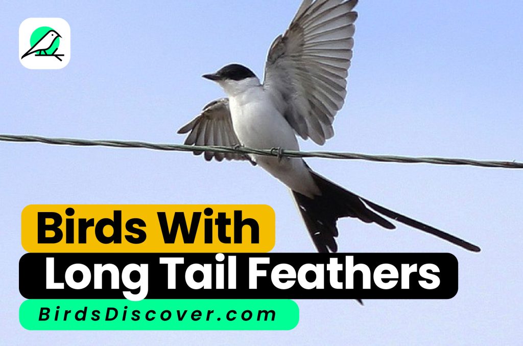 Birds With Long Tail Feathers-01