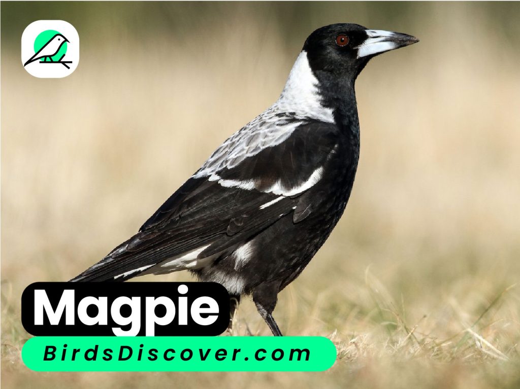 Magpie