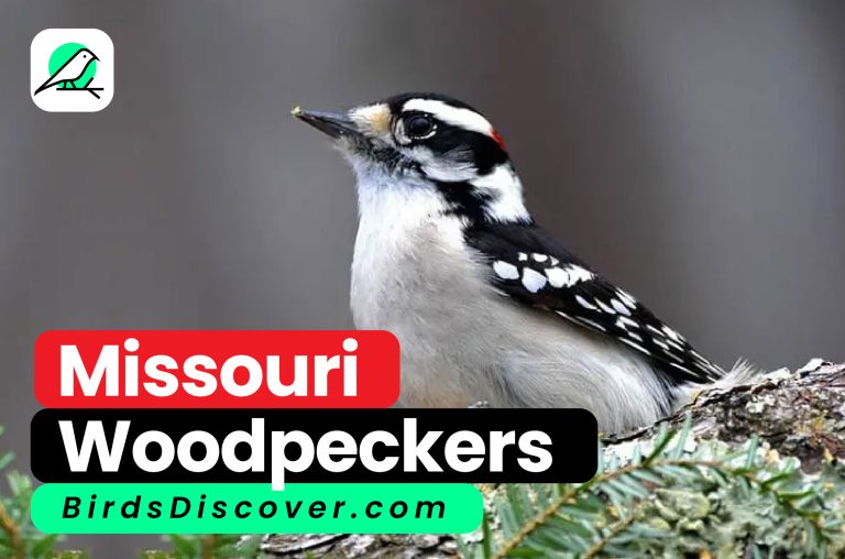 Missouri Woodpeckers