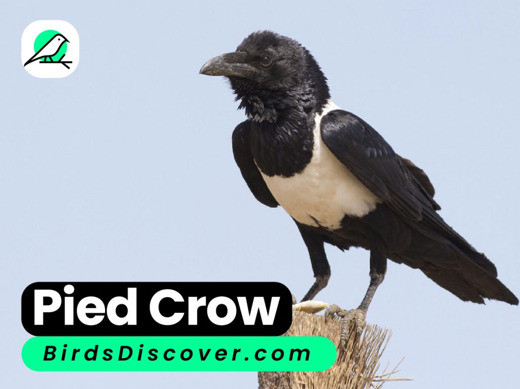 Pied crow
