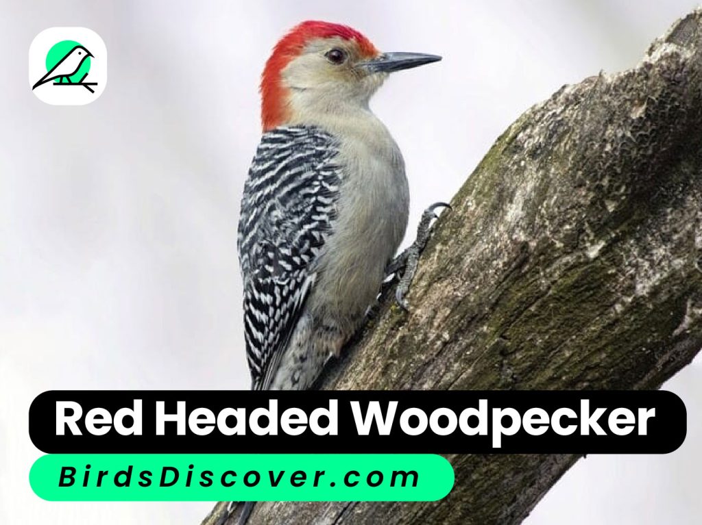 Red-headed Woodpecker