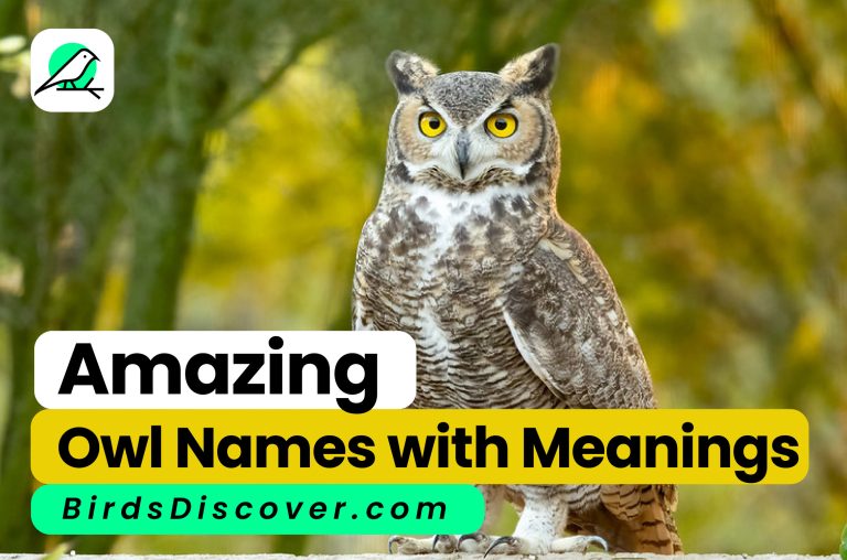 amazing owl names with meanings