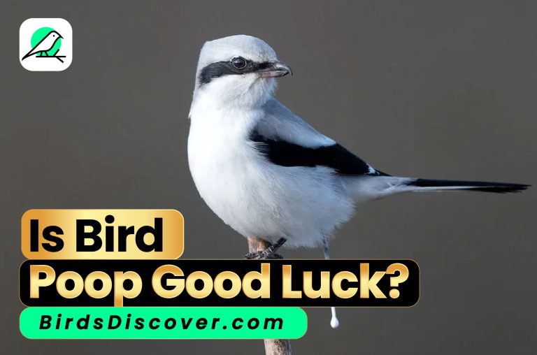 is bird poop good luck