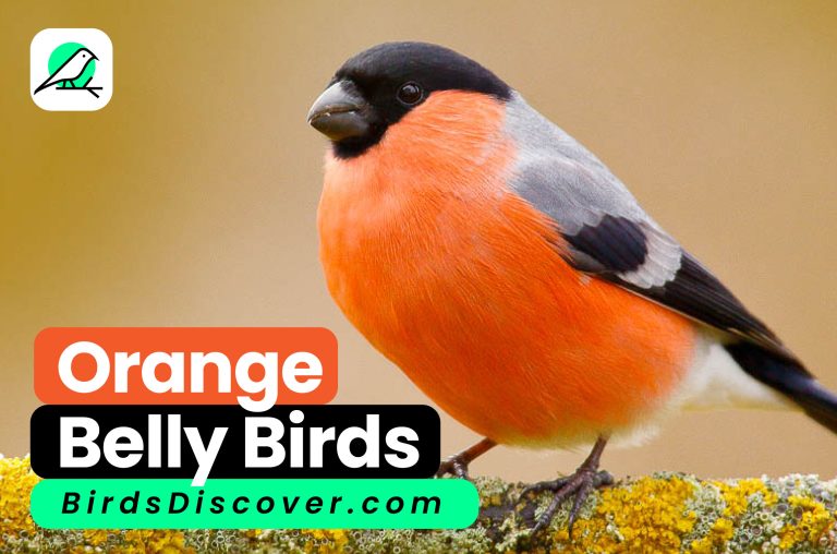 orange belly birds