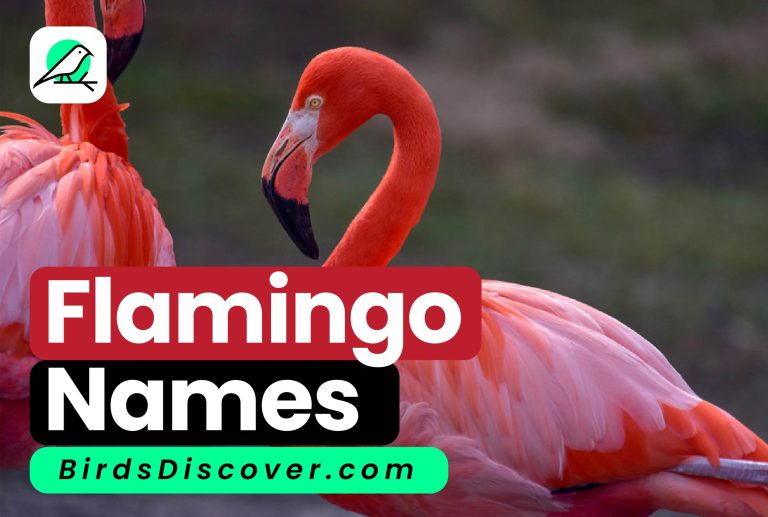 flamingo names