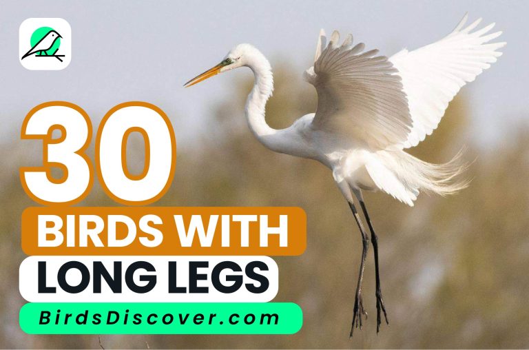 30 birds with long legs