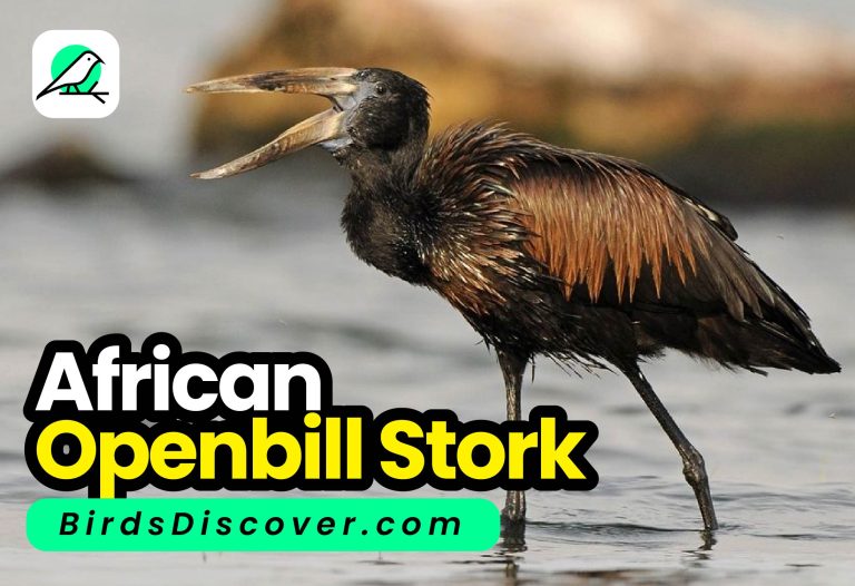 African Openbill Stork