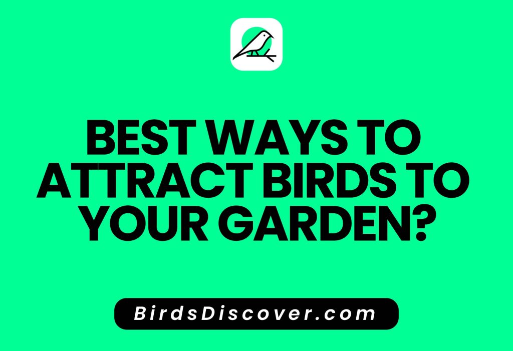 Best Ways to Attract Birds to Your Garden?