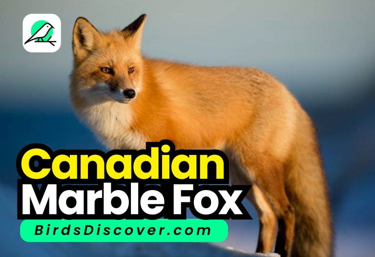 Canadian Marble Fox