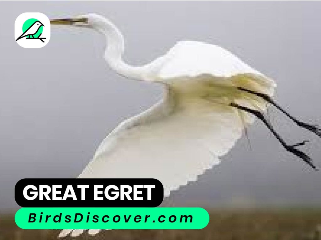 GREAT EGRET