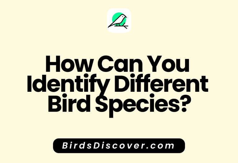 How Can You Identify Different Bird Species