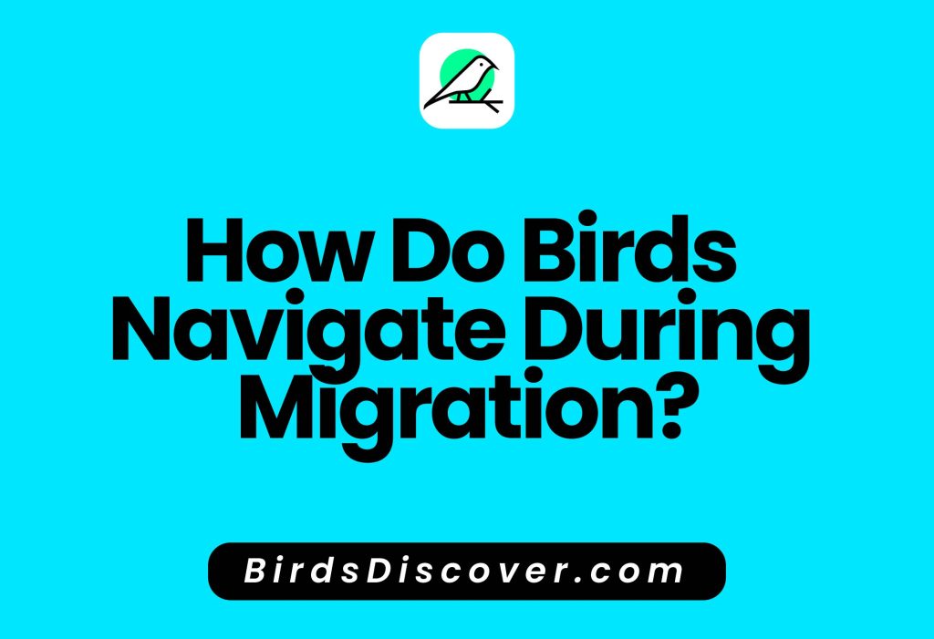 How Do Birds Navigate During Migration?