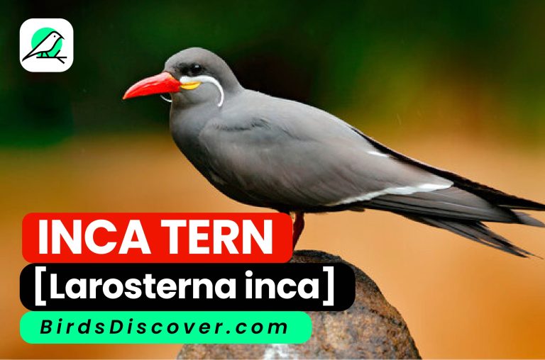 INCA TERN