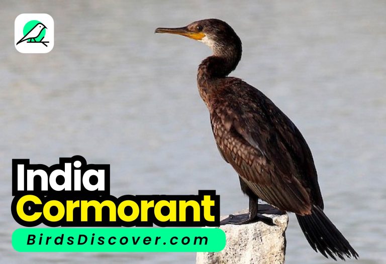 Indian cormorant