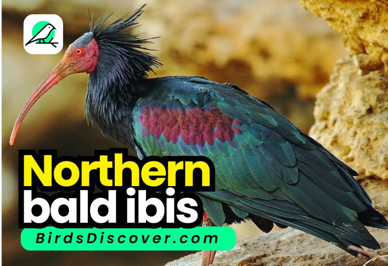 Northern Bald Ibis