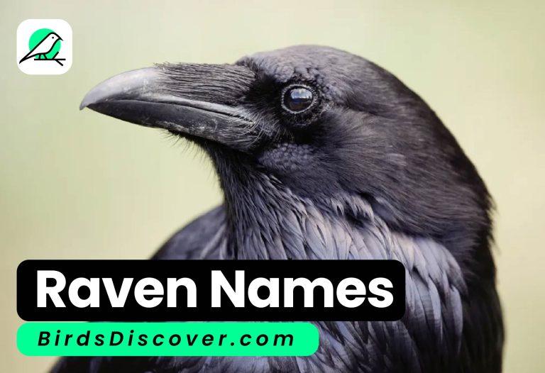 RAVEN NAMES: Exploring Their Meanings and Identification