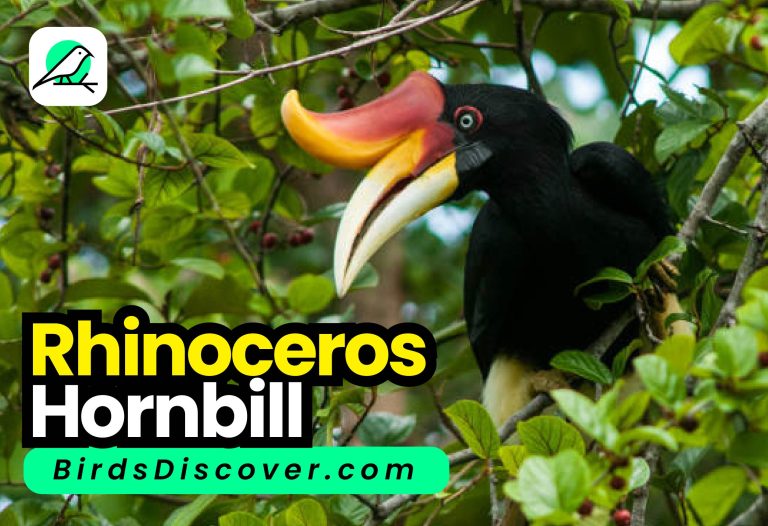 Rhinoceros Hornbill