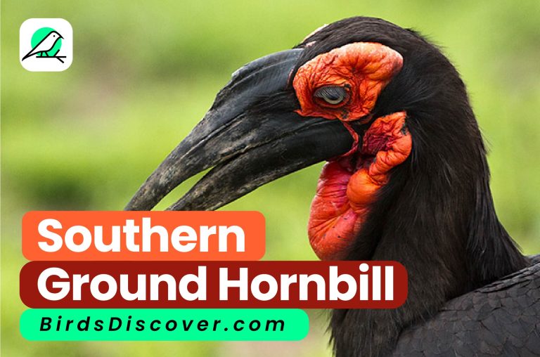 Southern ground hornbill