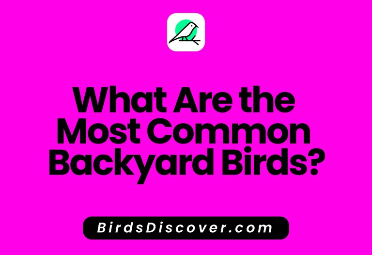 What Are the Most Common Backyard Birds