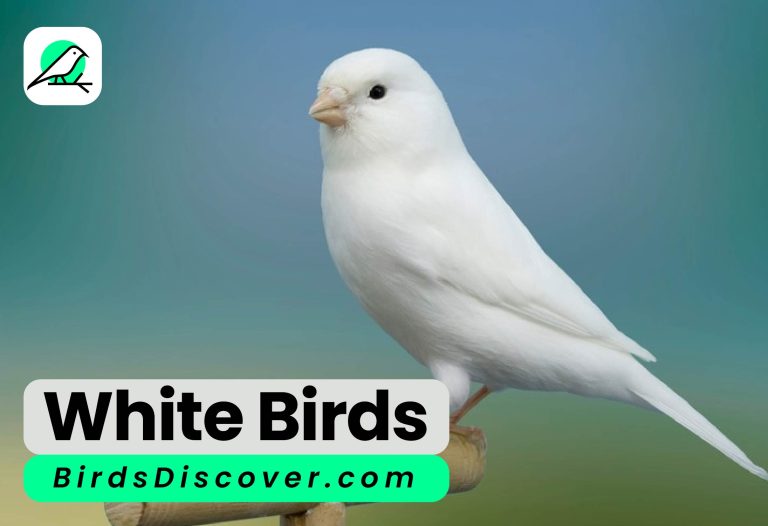 White Birds