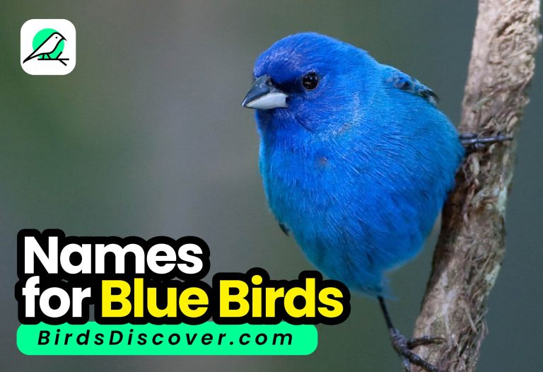 blue bird names