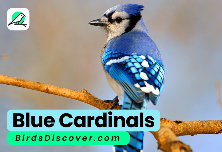 blue cardinals