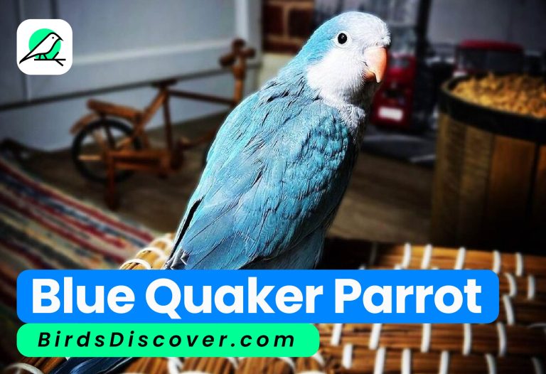 Blue Quaker Parrot