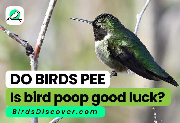 do birds pee