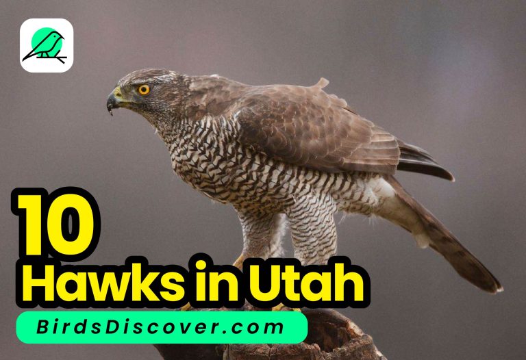 hawks in utah