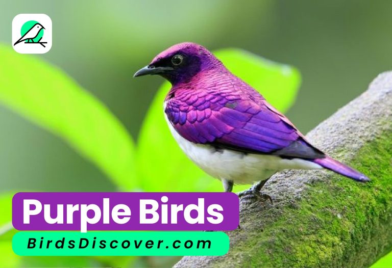 46 Enchanting Purple Birds: Overview And Identification