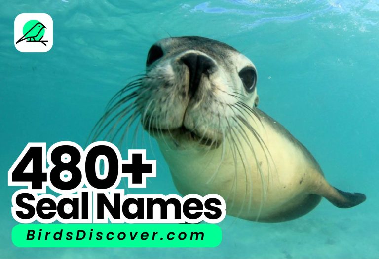 seal names