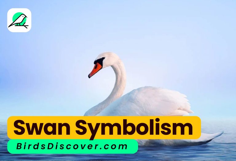 swan symbolism