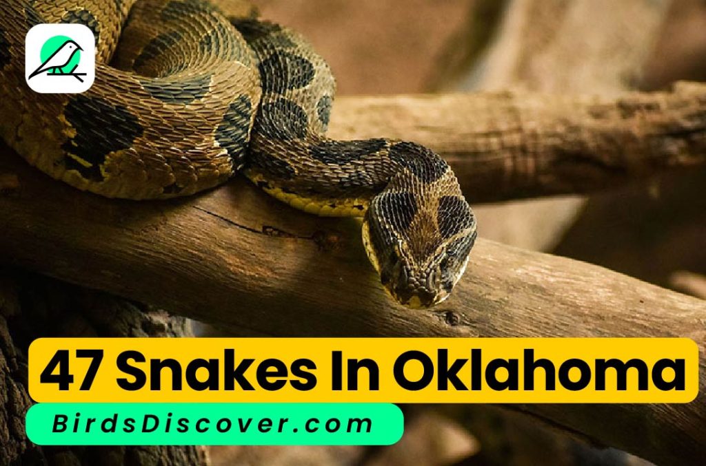 Snakes in Oklahoma