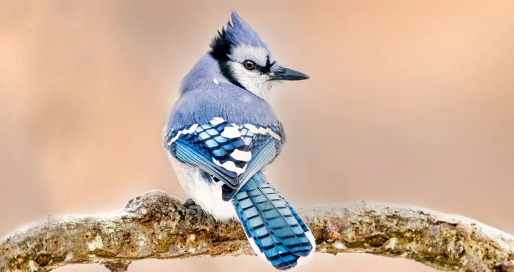 BLUE JAY FEATHERS