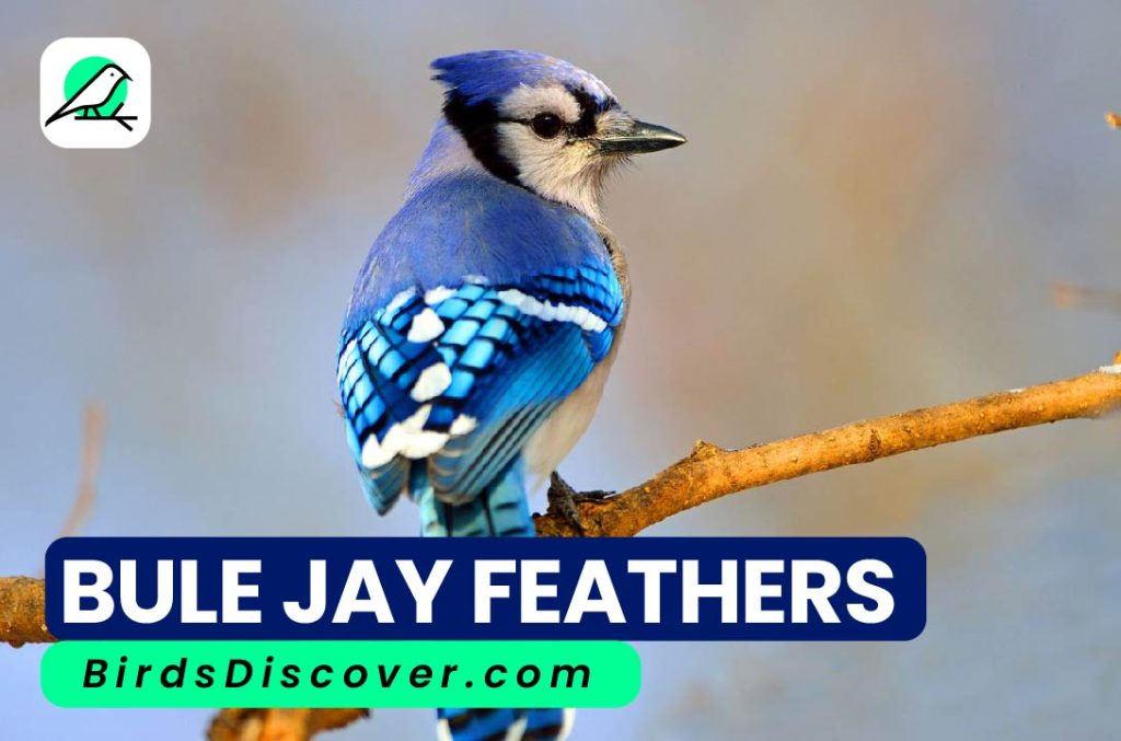 Blue jay feathers