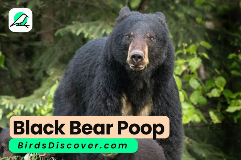 Black Bear Poop