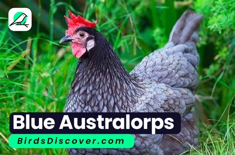 Blue Australorps