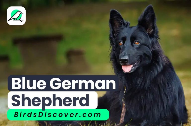 Blue German Shepherd, Biography, Facts, History