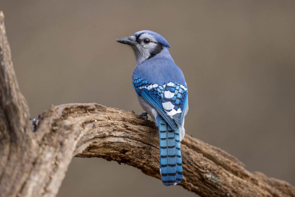 BLUE JAY FEATHERS