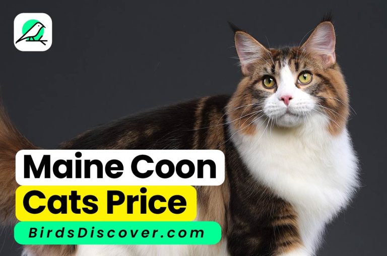 Maine Coon Cats price