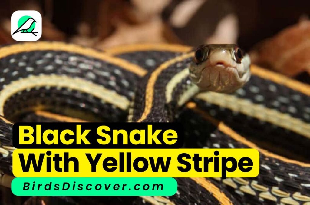 black snake with yellow stripe