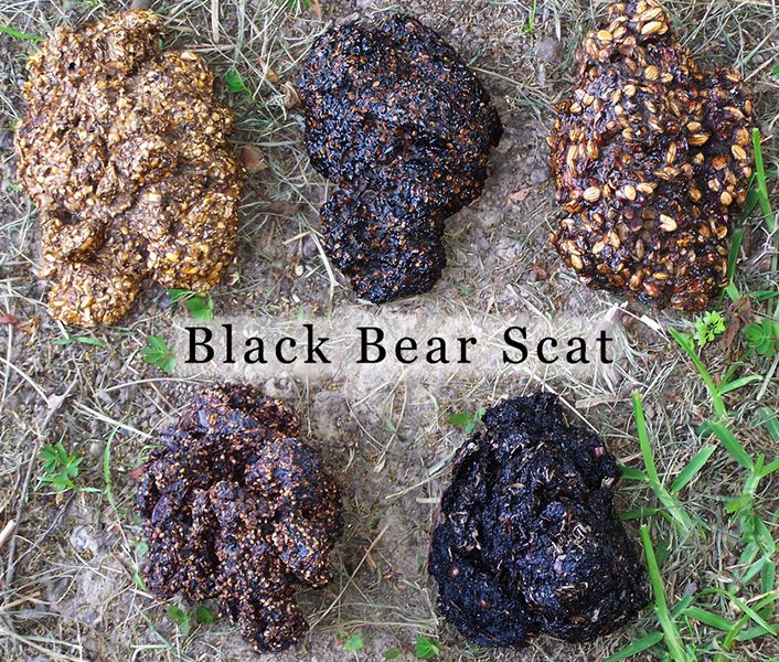 Black Bear Poop