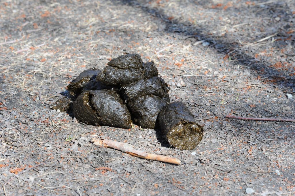 Black Bear Poop