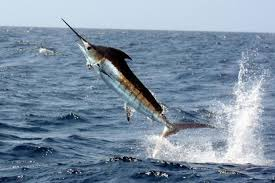 marlin