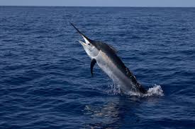 swordfish