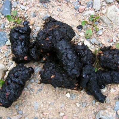 black bear poop