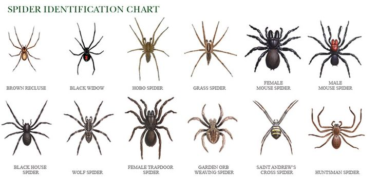 Brown Recluse vs Wolf Spider