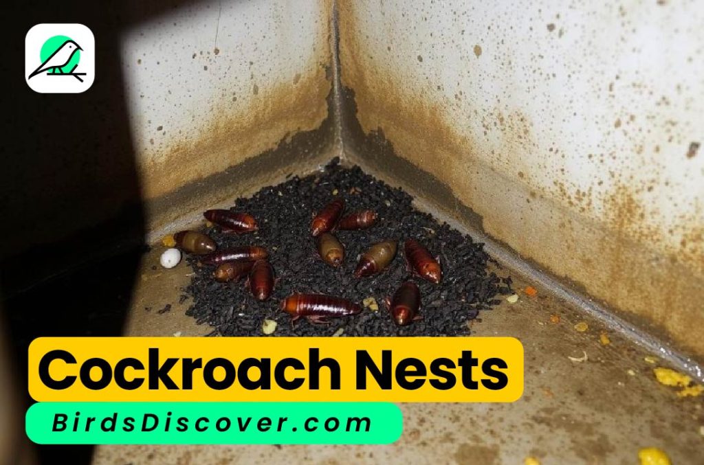 Cockroach Nests