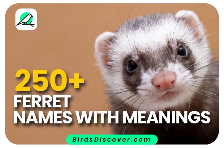 Ferret Names